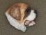 Brož velká hlava - Svatobernardský pes