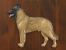 Belgický ovčák Malinois - Emblém