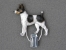 Tenterfield Terrier - Výstavní klips