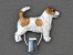 Jack Russell Terrier drsnosrstý - Výstavní klips