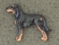 Odznak postava - Black & Tan Coonhound