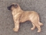 Odznak postava - Anatolský pastevecký pes