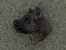 Odznak hlava - Americký stafordšírský teriér