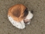 Odznak hlava - Svatobernardský pes