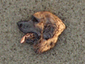Leonberger - Pin Head