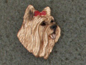 Yorkshire Terrier - Pin Head