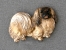 Brooche Figure - Pekingese