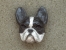 Brooche Small Head - French Bulldog