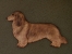 Gate Sign - Dachshund longhaired