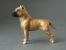 Maxi Model - American Staffordshire Terrier
