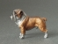 Mini Model - English Bulldog
