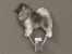 Number Card Clip - Keeshond