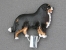 Number Card Clip - Bernese Mountain Dog