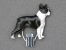 Number Card Clip - Boston Terrier