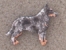 Odznak postava - Australský honácký pes