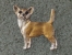 Pin Figure - Chihuahua Smooth