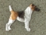 Pin Figure - Fox Terrier Smooth