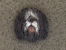 Pin Head - Tibetan Terrier