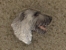 Odznak hlava - Irský vlkodav