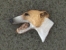 Greyhound - Odznak hlava
