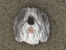 Pin Head - Polish Lowland Sheepdog - PON