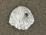 Pin Head - Komondor