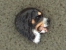 Bernský salašnický pes - Odznak hlava