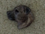 Pin Head - Staffordshire Bullterrier