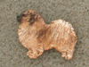 Tibetan Spaniel - Pin Figure