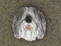 Polish Lowland Sheepdog - PON - Pin Head