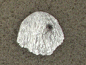 Komondor - Pin Head
