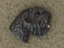 Black Russian Terrier - Pin Head