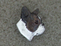 Boston Terrier - Pin Head